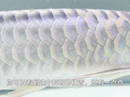 龍魚掉眼睛圖片