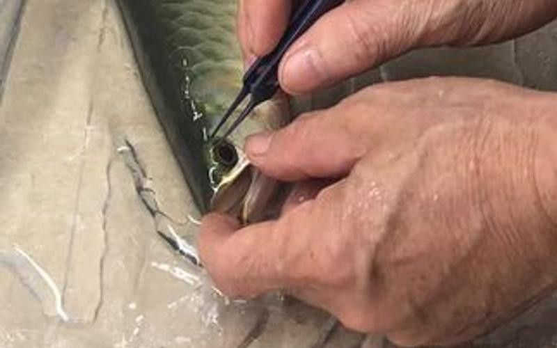 龍魚掉眼睛圖片