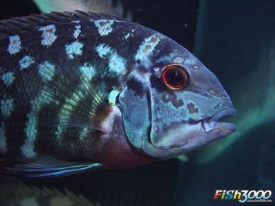 黑云魚和龍魚混養可以嗎：黑云魚和龍魚混合飼養不會引起沖突，與龍魚混合飼養不會引起沖突