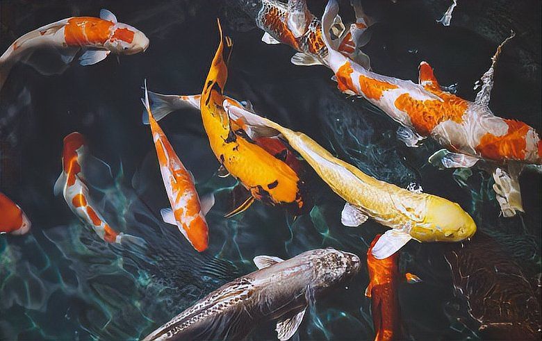 錦鯽和錦鯉哪個更旺財