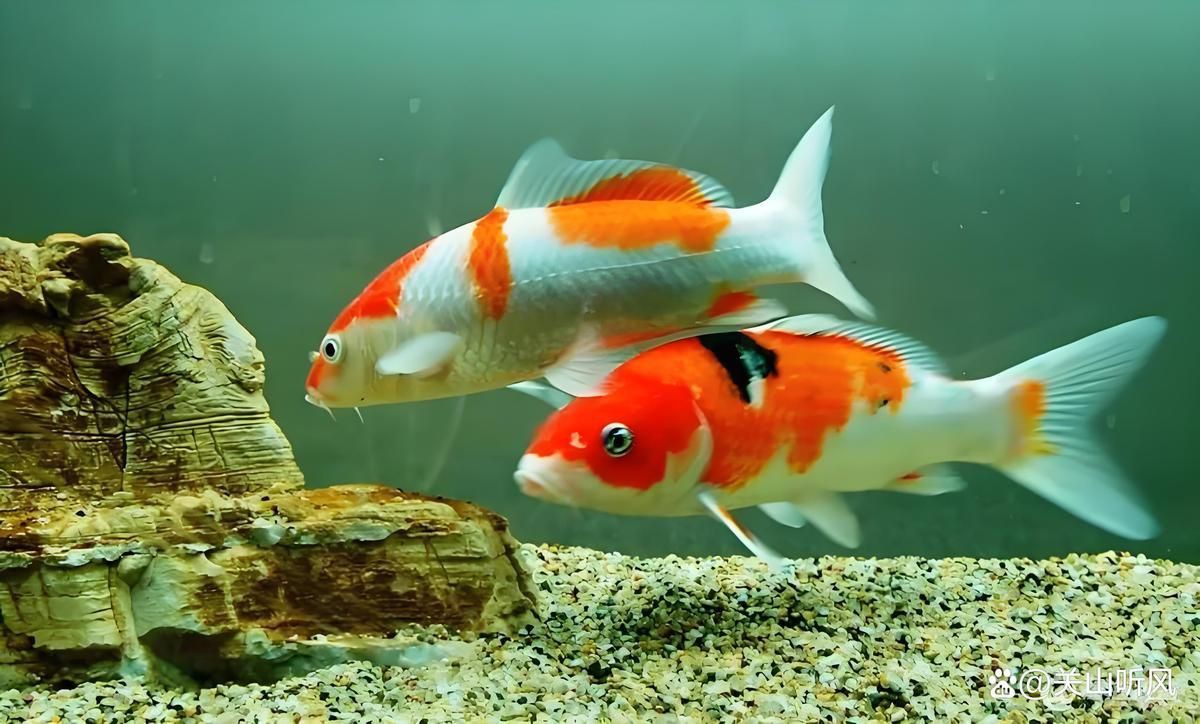 錦鯽和錦鯉哪個更旺財