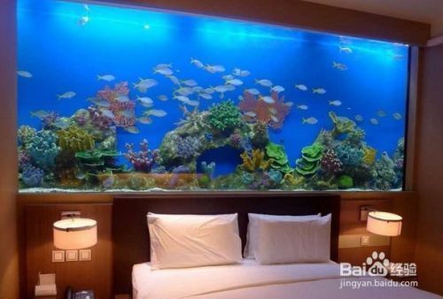 魚缸魚好養嗎，如何維護魚缸水質適合初學者的魚種