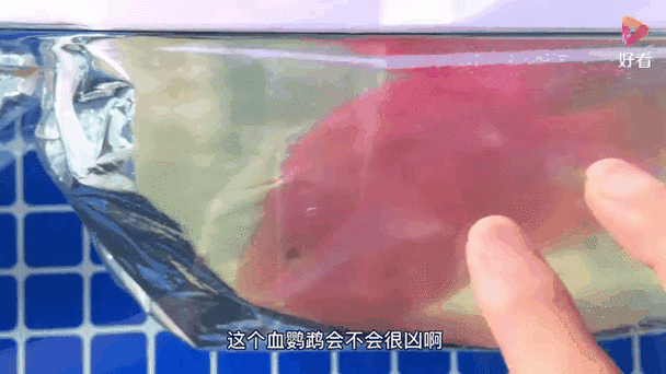 紅鸚鵡魚和銀龍魚能在一起混養(yǎng)嗎圖片