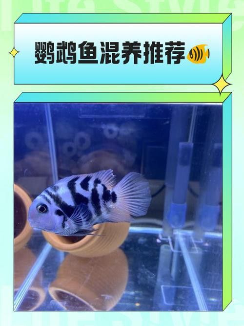 紅鸚鵡魚和銀龍魚能在一起混養(yǎng)嗎圖片