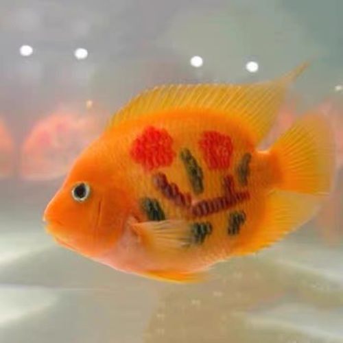 紅鸚鵡魚和銀龍魚能在一起混養(yǎng)嗎圖片