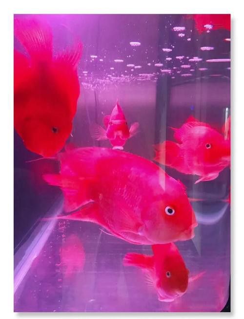 紅鸚鵡魚和銀龍魚能在一起混養(yǎng)嗎圖片