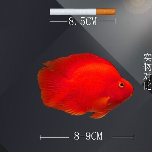 紅鸚鵡魚和銀龍魚能在一起混養(yǎng)嗎圖片