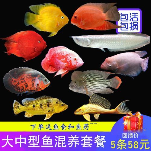 紅鸚鵡魚和銀龍魚能在一起混養(yǎng)嗎圖片