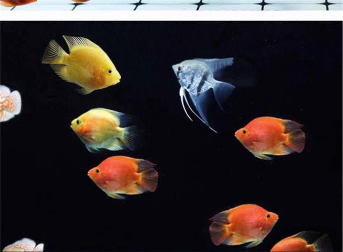 紅鸚鵡魚和銀龍魚能在一起混養(yǎng)嗎圖片