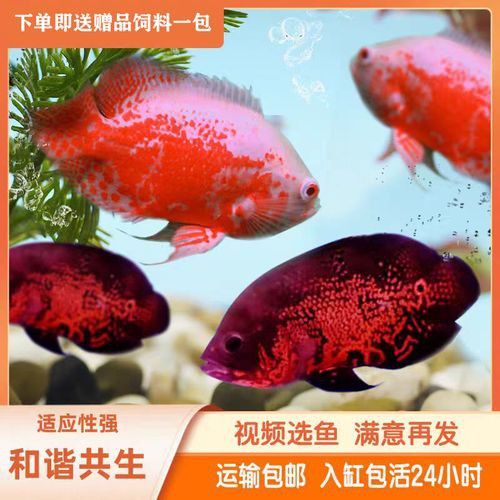 紅鸚鵡魚和銀龍魚能在一起混養(yǎng)嗎圖片
