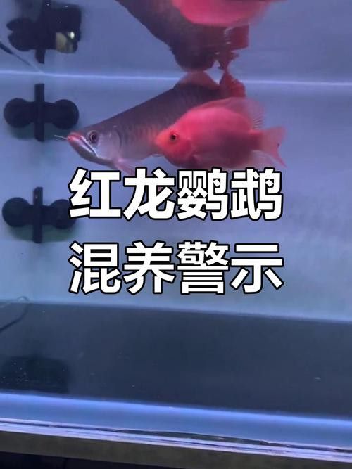 紅鸚鵡魚和銀龍魚能在一起混養(yǎng)嗎圖片