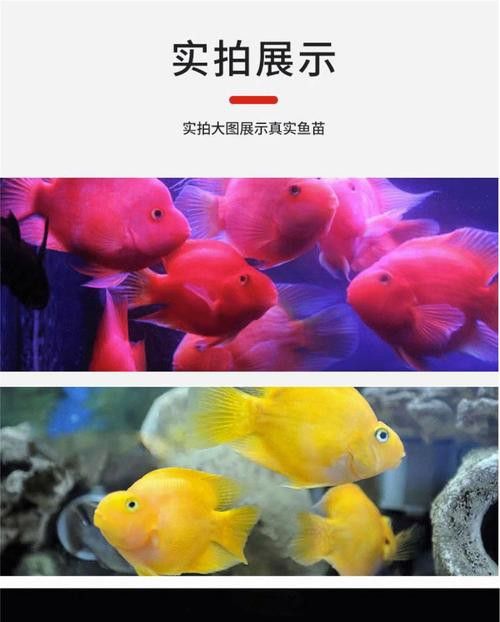 紅鸚鵡魚和銀龍魚能在一起混養(yǎng)嗎圖片