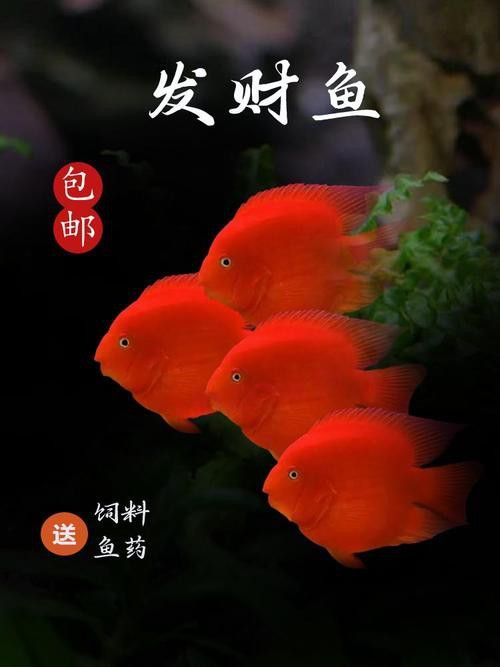 紅鸚鵡魚和銀龍魚能在一起混養(yǎng)嗎圖片