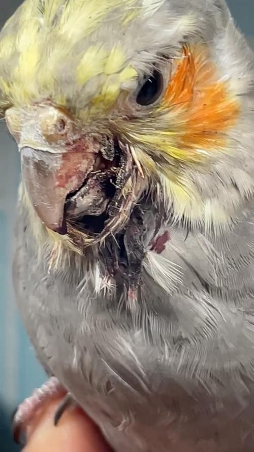 紅鸚鵡魚和銀龍魚能在一起混養(yǎng)嗎圖片