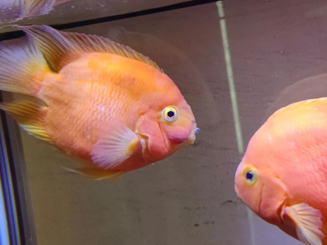 紅鸚鵡魚和銀龍魚能在一起混養(yǎng)嗎圖片
