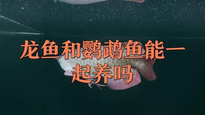 紅鸚鵡魚和銀龍魚能在一起混養(yǎng)嗎圖片