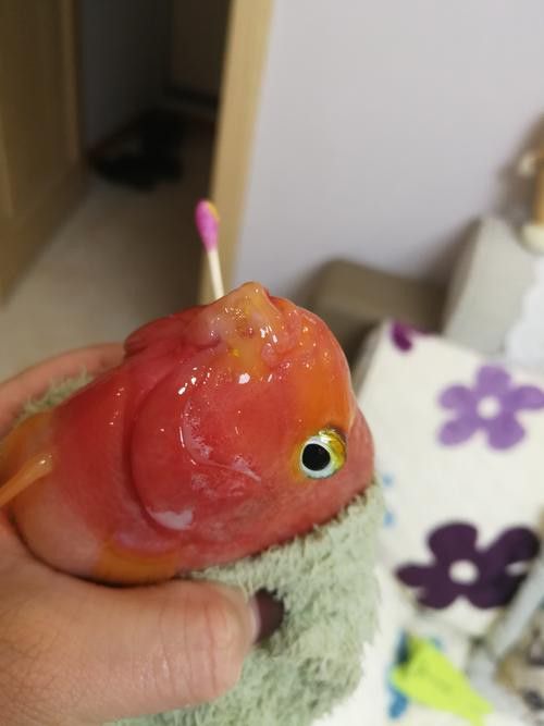 紅鸚鵡魚和銀龍魚能在一起混養(yǎng)嗎圖片