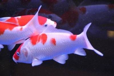 龍魚腸炎康復特征：如何判斷龍魚是否患有腸炎