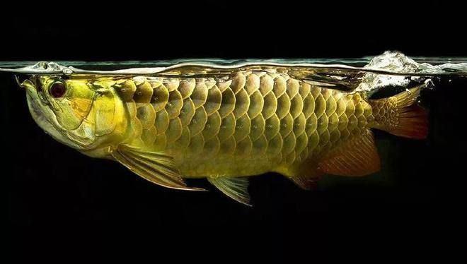 龍魚腸炎康復特征：如何判斷龍魚是否患有腸炎
