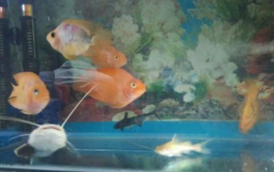 龍魚,鸚鵡魚適合多少水溫過冬：龍魚、鸚鵡魚對水溫的要求