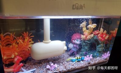 赤焰青龍魚：赤焰青龍魚的價格