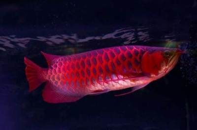 龍魚(yú)的價(jià)格與什么有關(guān)，龍魚(yú)市場(chǎng)價(jià)格趨勢(shì)分析