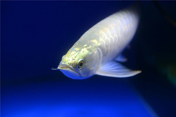 龍魚難不難養：龍魚的養殖難度從多個方面進行評價，龍魚的養殖技巧
