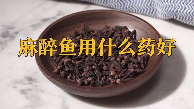 給金龍魚做手術用什么麻醉