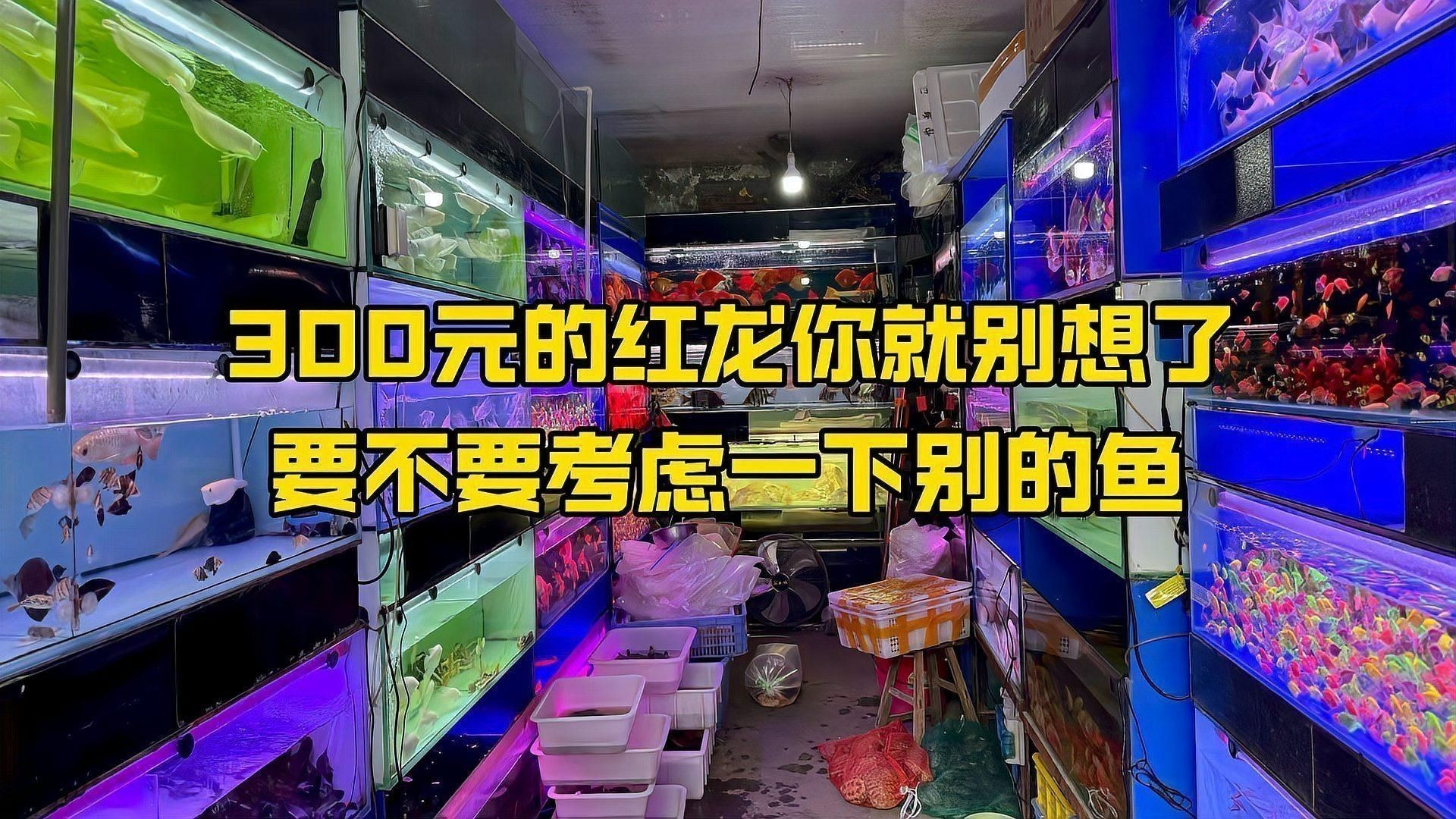 大紅龍魚的市場趨勢如何？