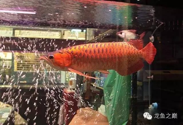 廣州花鳥市場批發龍魚在哪里買：廣州花鳥市場在哪