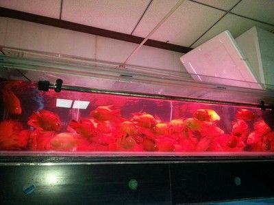 廣州花鳥市場批發龍魚在哪里買：廣州花鳥市場在哪