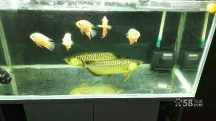 紅金龍魚苗多少錢一條?。t金龍魚苗價格）