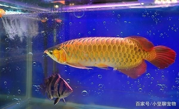 龍魚怎么混養(yǎng)好：如何將不同種類的龍魚混養(yǎng)在一起
