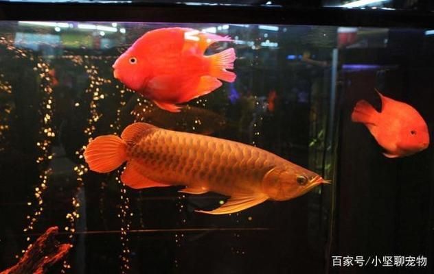 龍魚怎么混養(yǎng)好：如何將不同種類的龍魚混養(yǎng)在一起