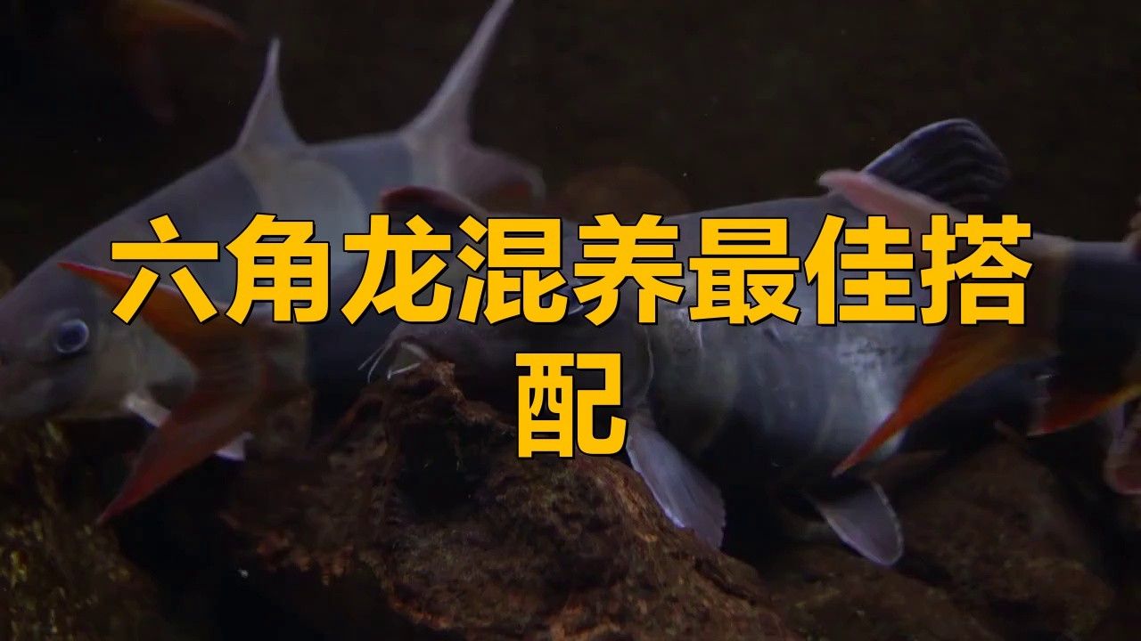 六角恐龍魚混養需要多大的魚缸？