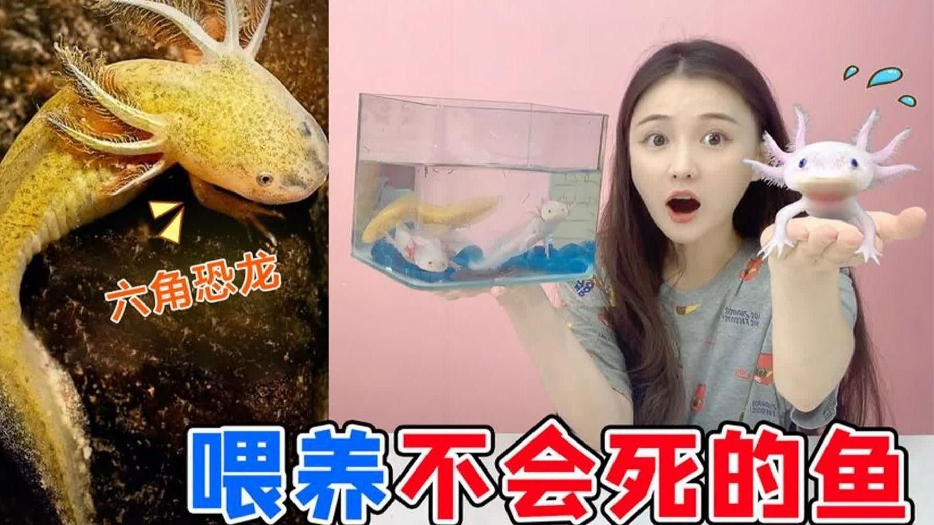 六角恐龍魚混養需要多大的魚缸？