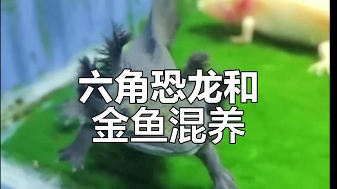 六角恐龍魚混養需要多大的魚缸？