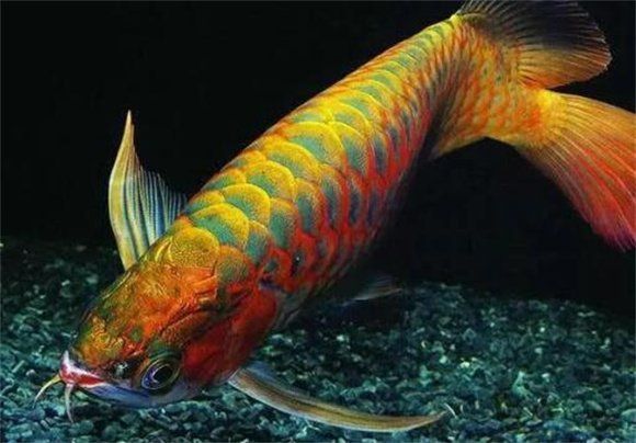 紅龍魚喂干食需要多久馴化？