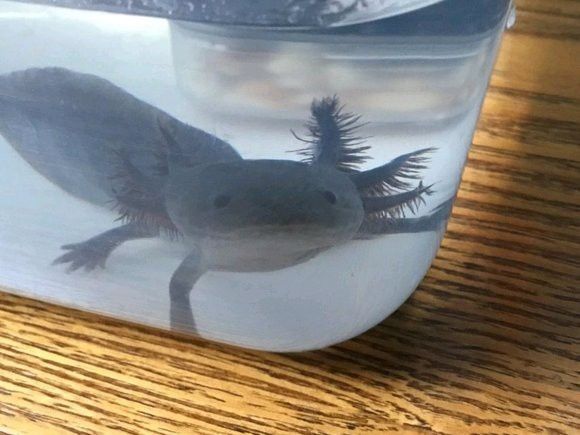 六角龍魚可以養(yǎng)多大