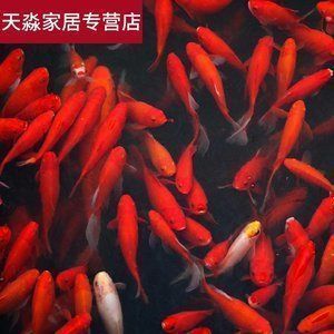 紅龍魚專賣店地址電話號碼（上海紅龍魚專賣店怎么找）