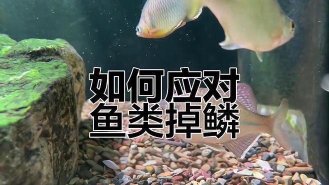 如何預防魚受傷？