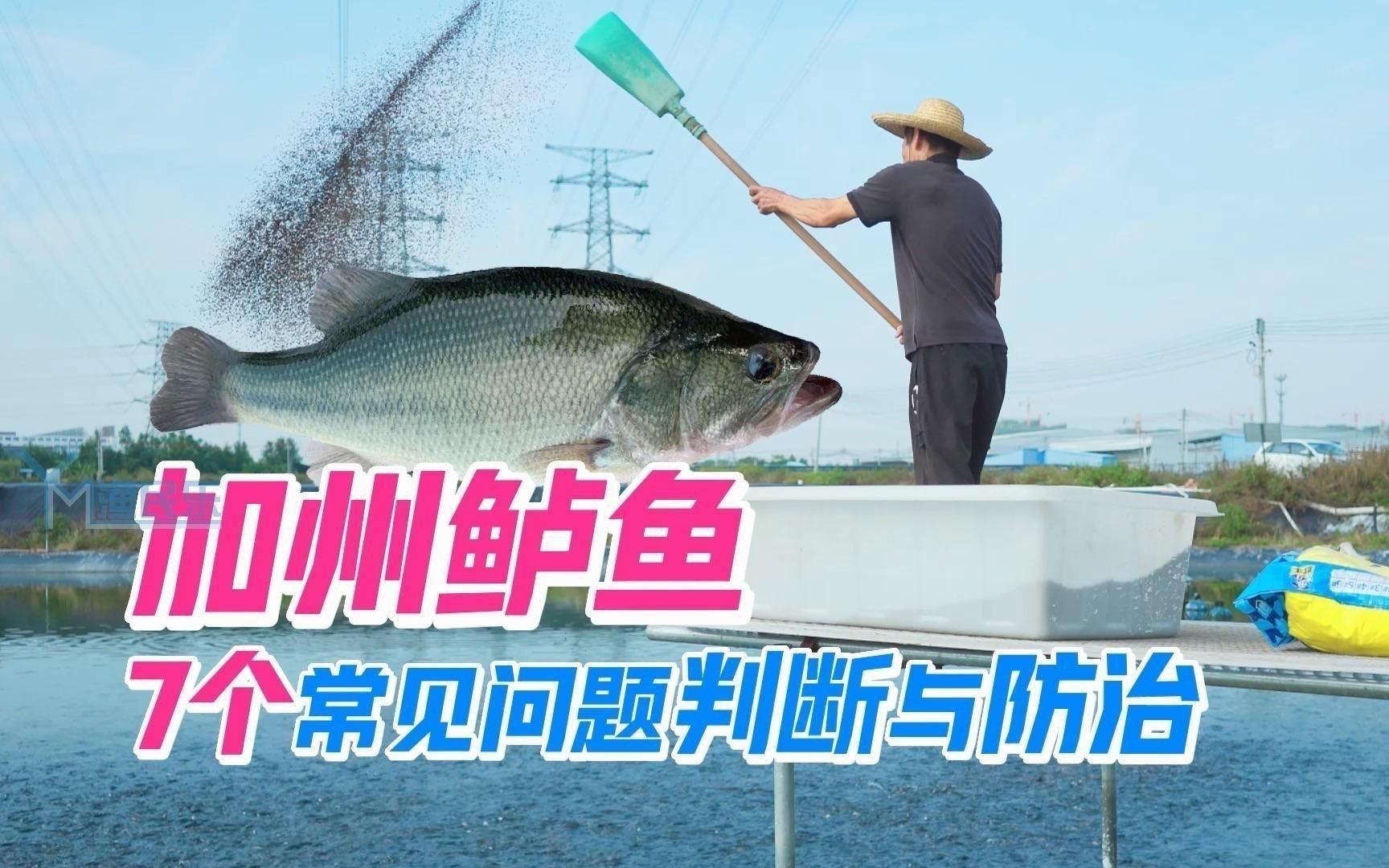 如何預防魚受傷？