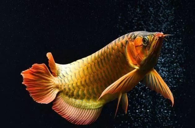 怎么讓紅龍魚體型變寬一點：紅龍魚體型變寬的方法