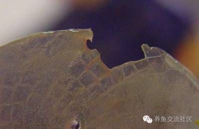 龍魚鱗片發白腐蝕掉了：關于龍魚鱗片發白腐蝕掉了的詳細信息 龍魚鱗片發白腐蝕掉了：關于龍魚鱗片發白腐蝕掉了的詳細信息 龍魚百科 第1張