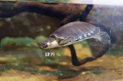 龍魚用什么過濾好：養龍魚時應選擇品質好、透水性好、ph值適合當地水質的過濾材料