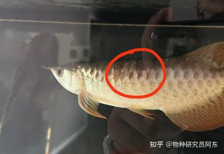 龍魚融鱗是什么樣子的