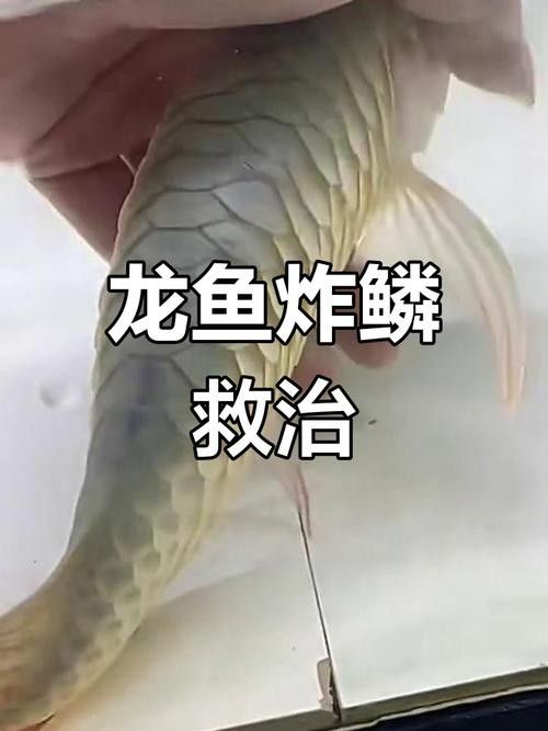 龍魚融鱗是什么樣子的