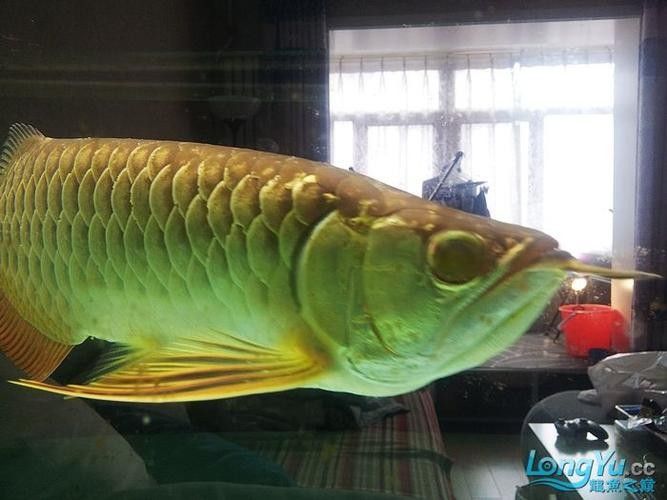 龍魚融鱗是什么樣子的