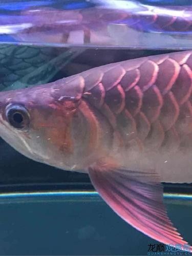 龍魚融鱗是什么樣子的