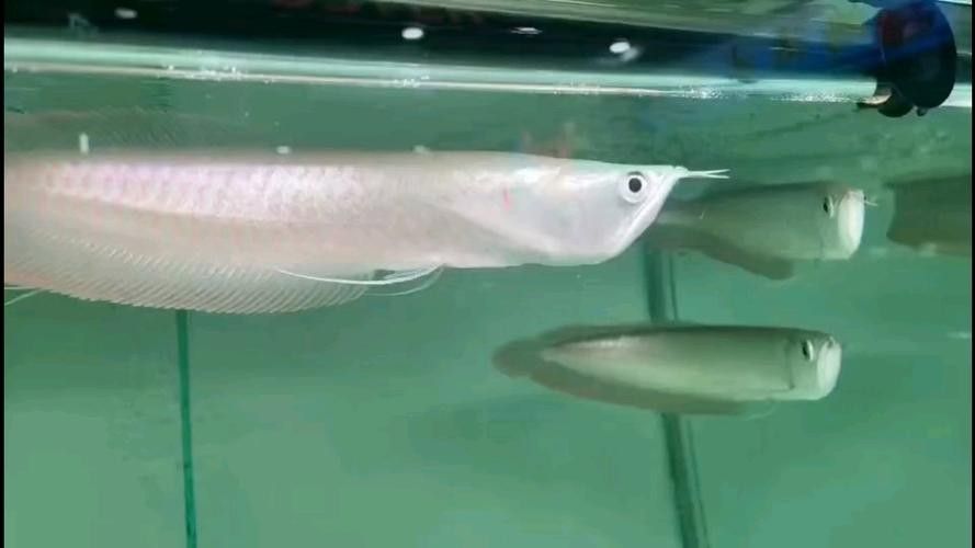 銀龍魚雌雄圖片對比圖